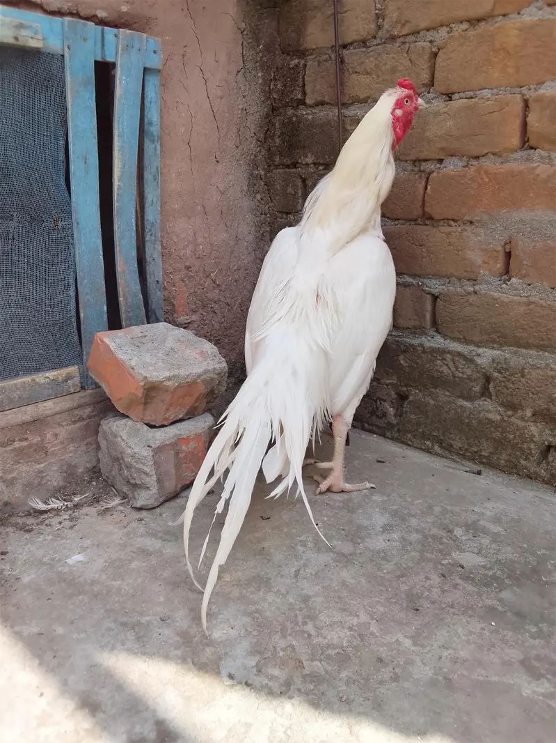 aseel heera murga — photo 6