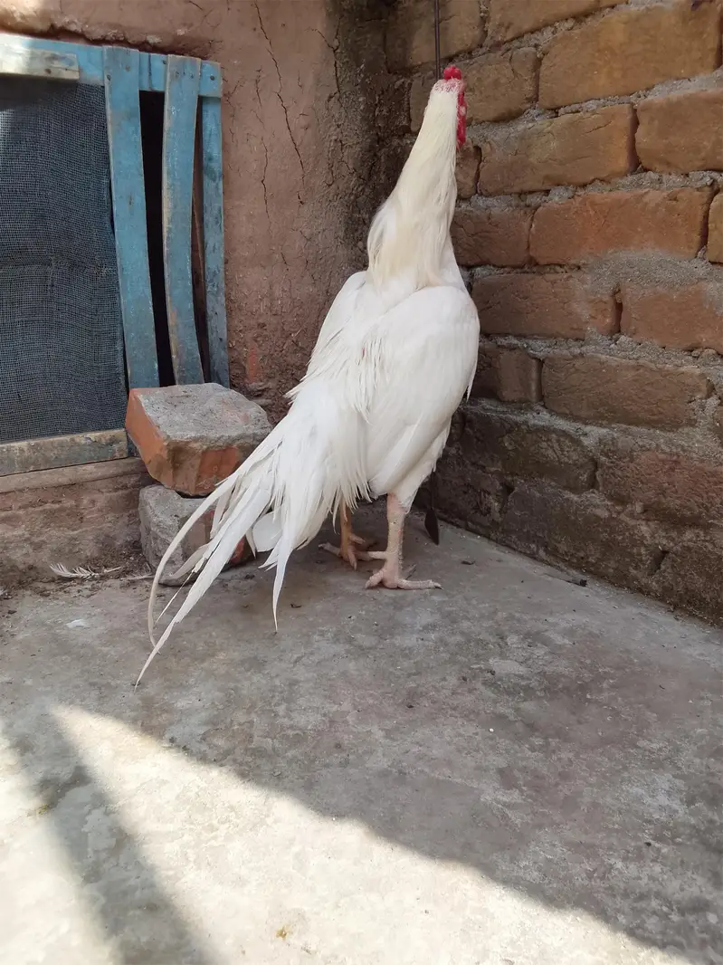 aseel heera murga — photo 7
