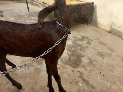 pure Desi path for sale 0303 5184328