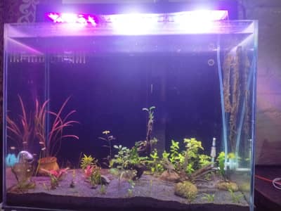 planted aquarium