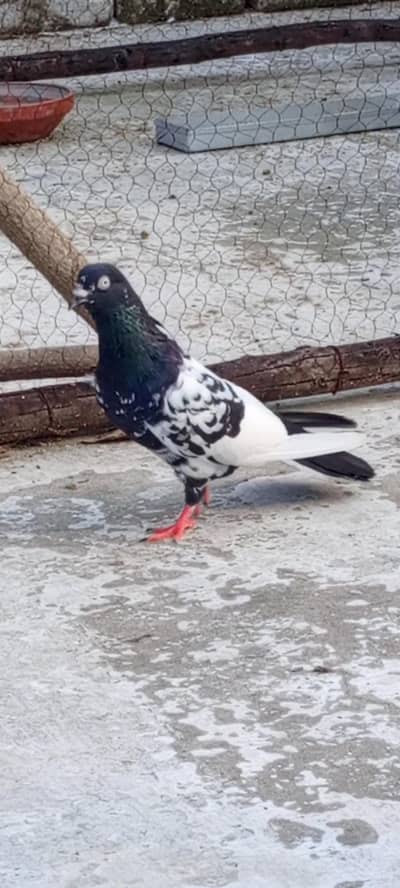 high quality pigeons all. argunt sale