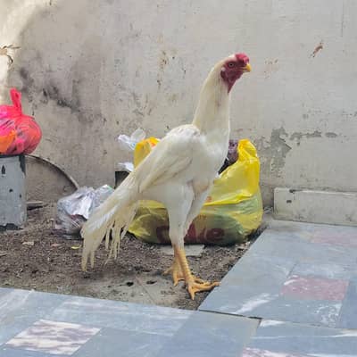 indian parrot beak for sale