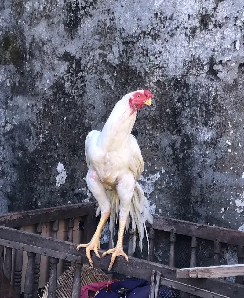 indian parrot beak for sale — photo 3