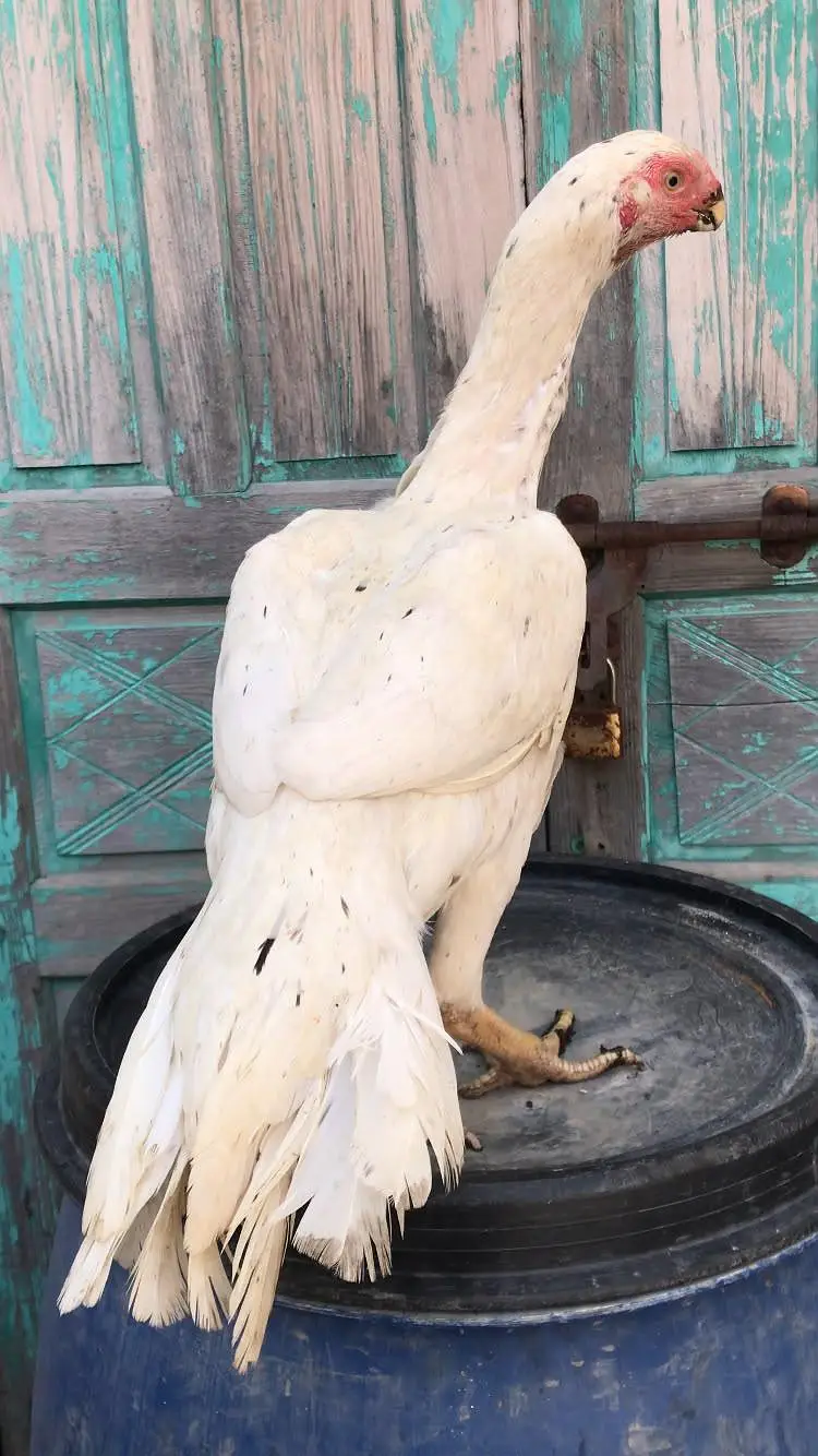 indian parrot beak for sale — photo 4