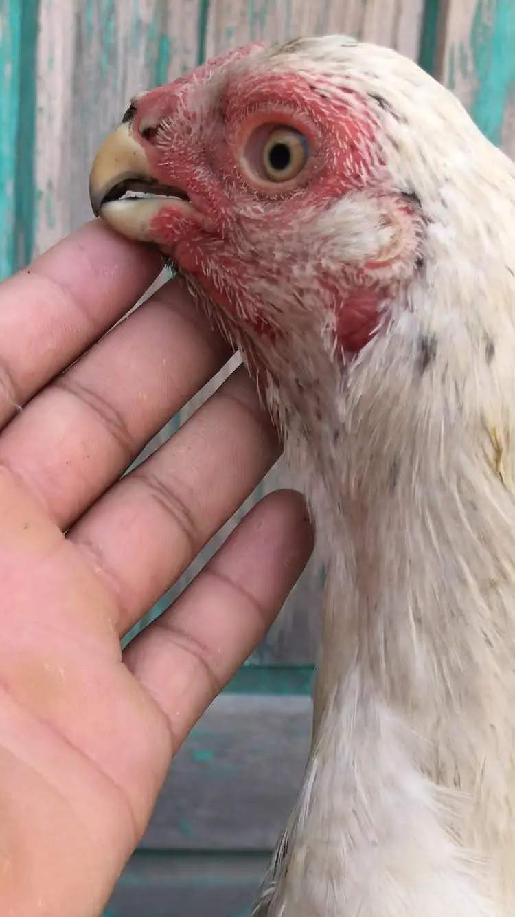 indian parrot beak for sale — photo 6