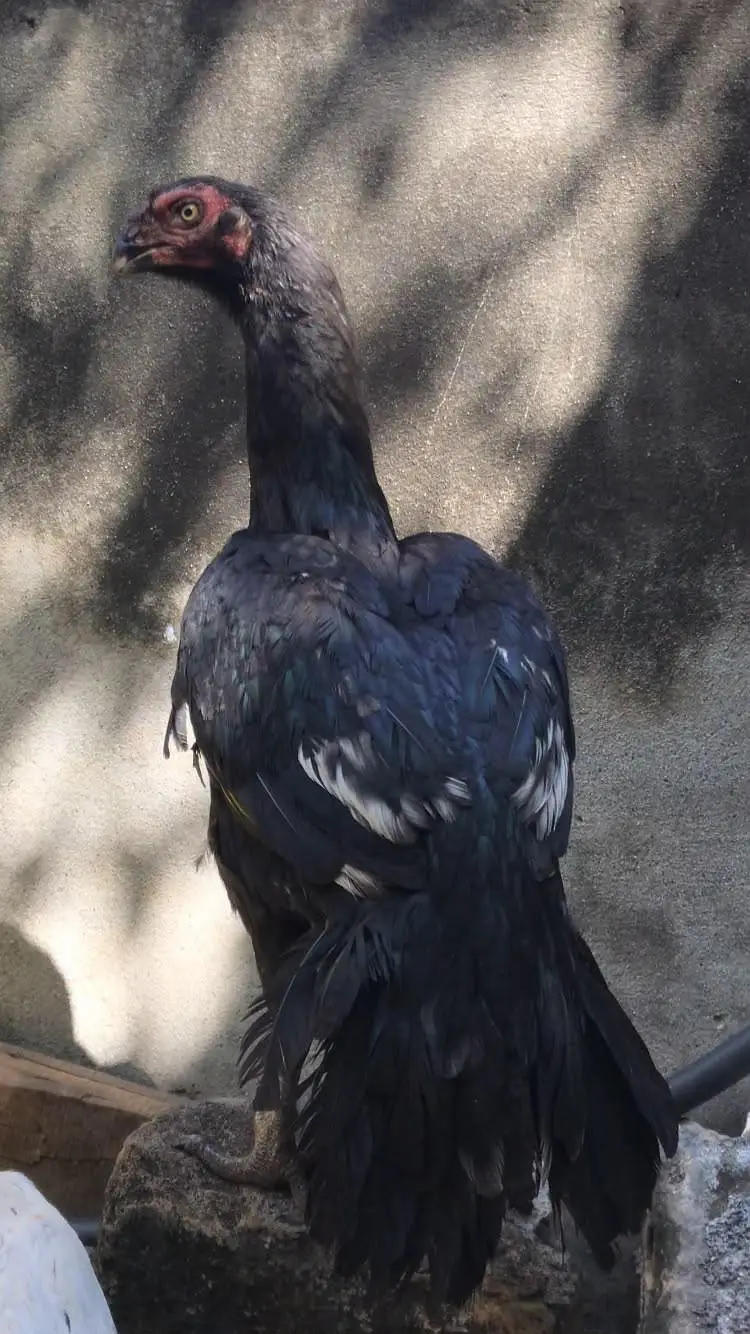 indian parrot beak for sale — photo 7
