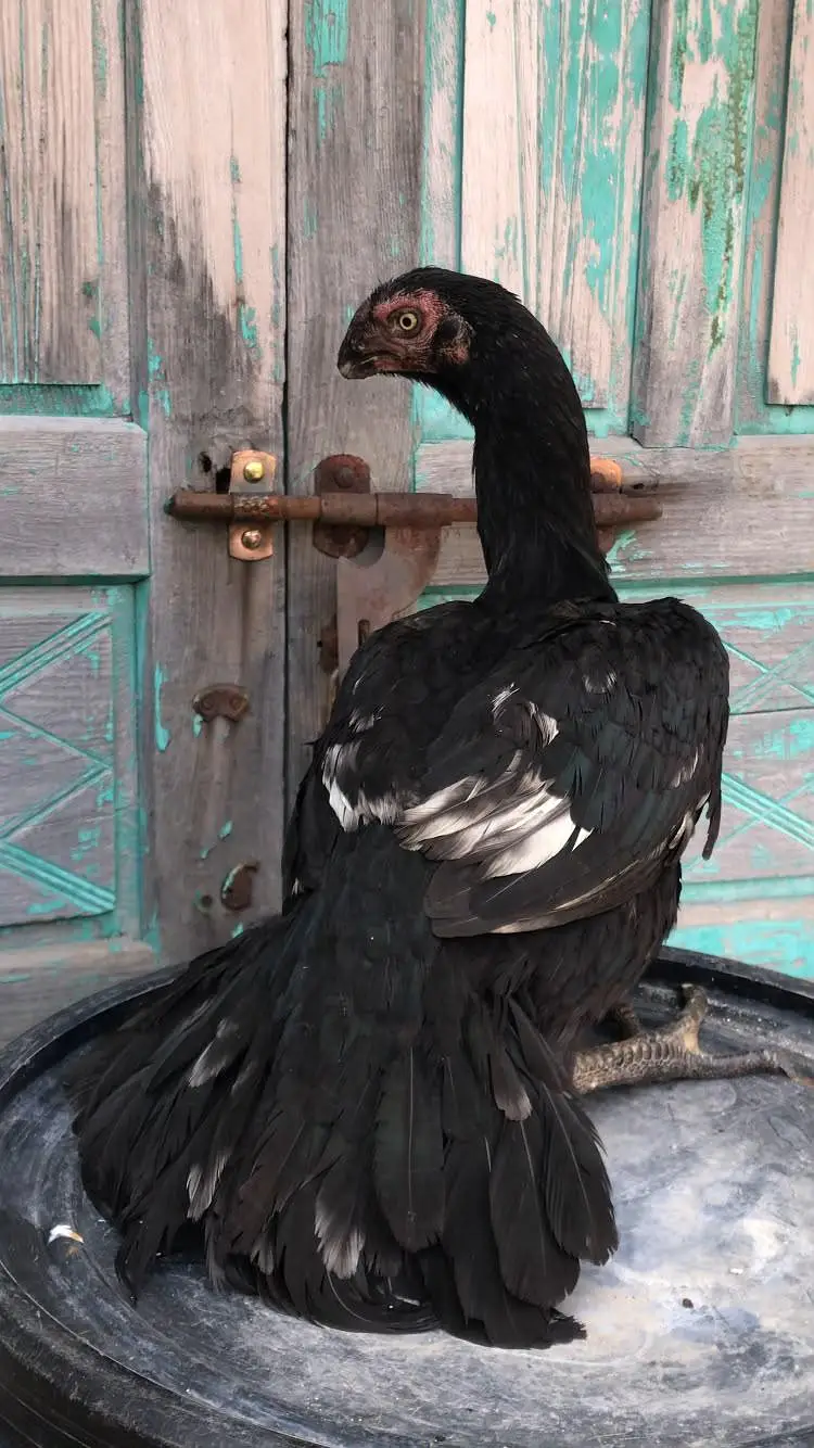 indian parrot beak for sale — photo 8