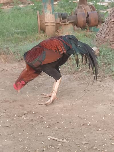 Aseel mianwali