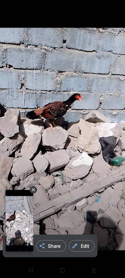 mashallah health or active hen