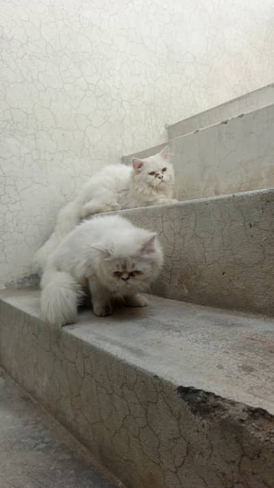 full shade pension cat pair