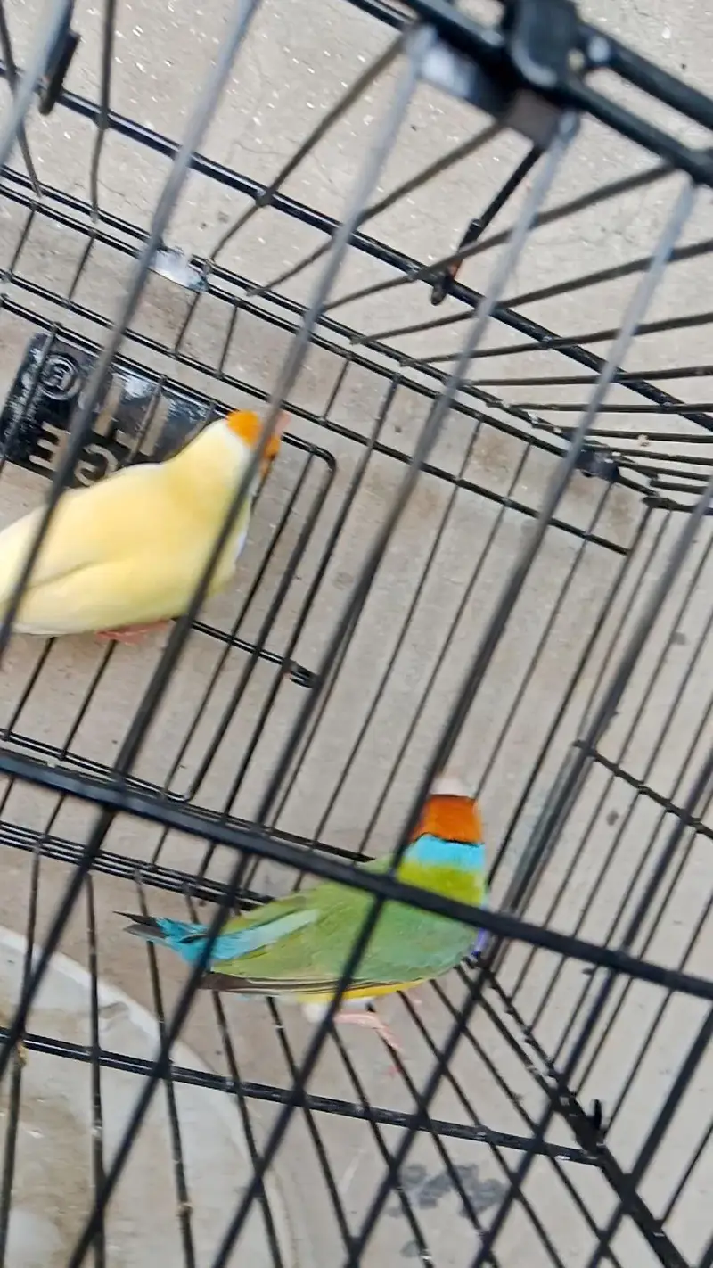 finches — photo 2