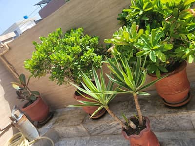 Flowers & Plants With Pots