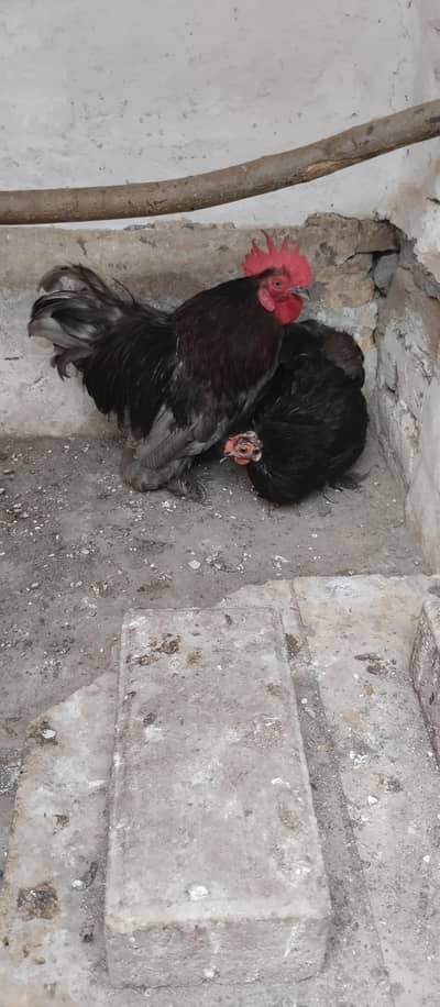 Bantum pair