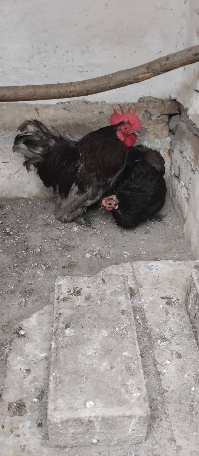 Bantum pair 0