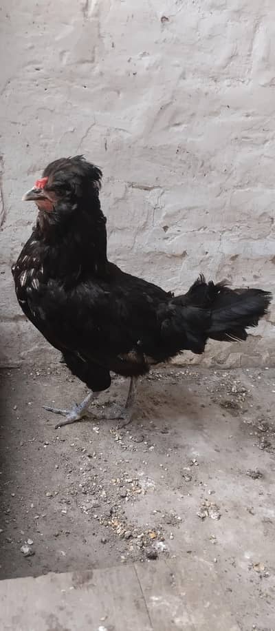 Black polish female