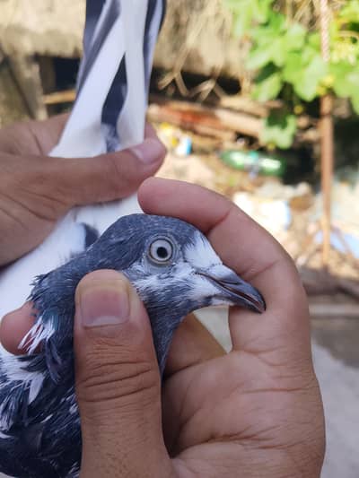 piplan wali female