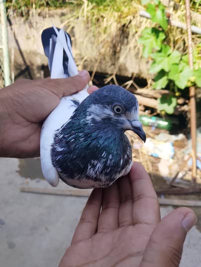 sailkoti female