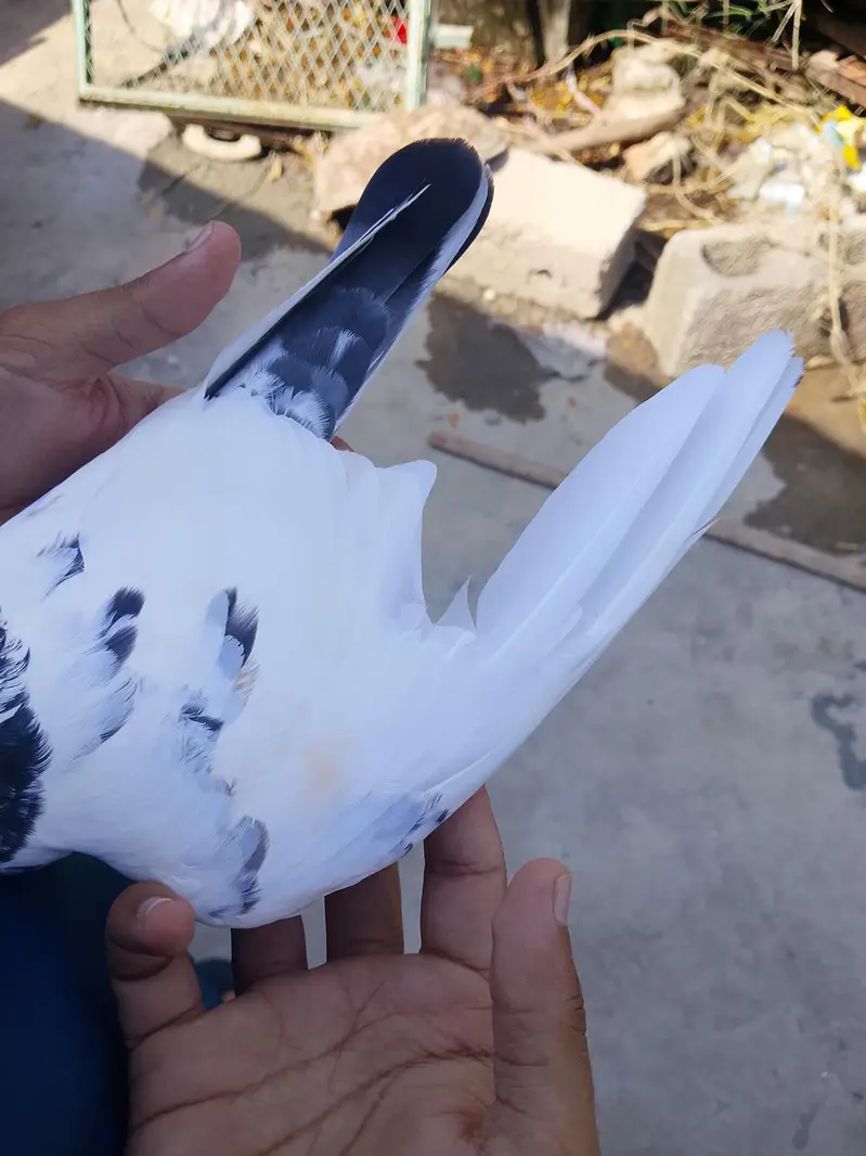 piplan wali female — photo 3