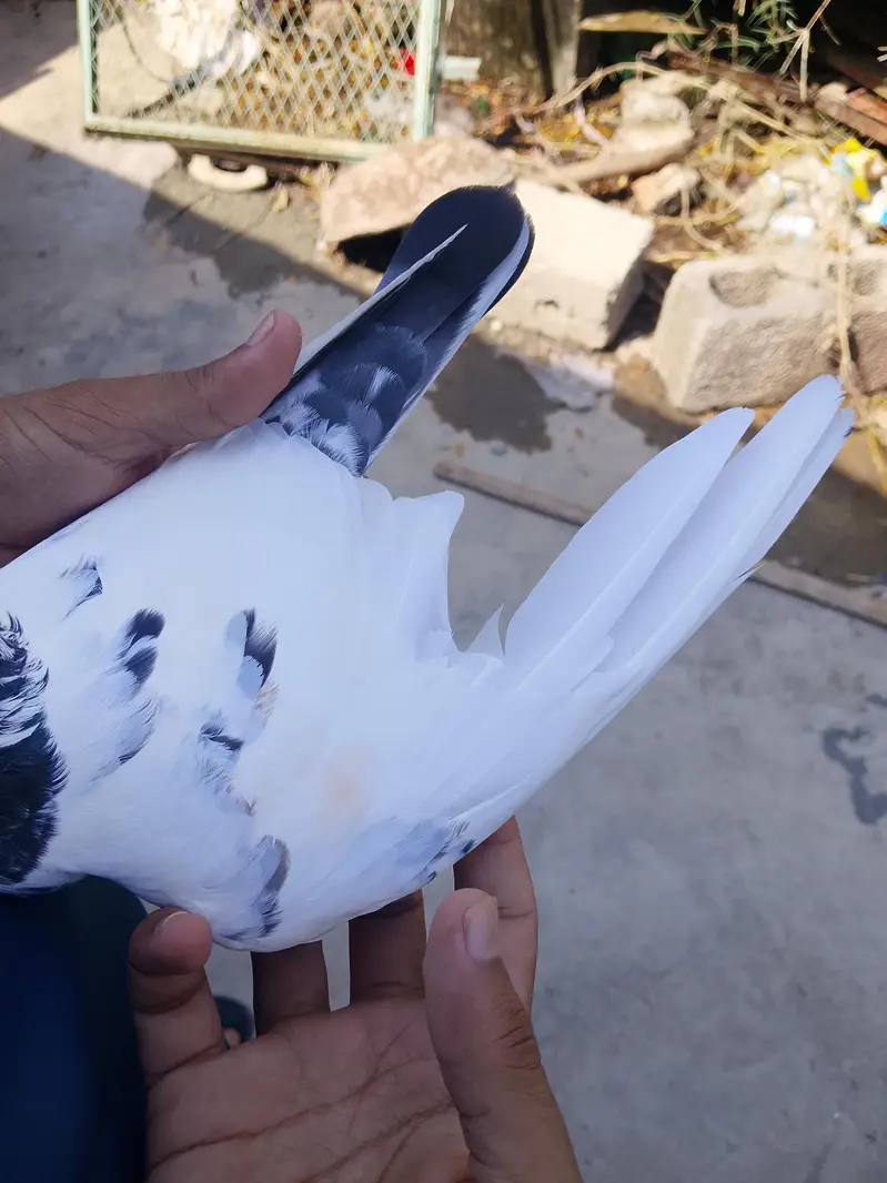 piplan wali female — photo 6