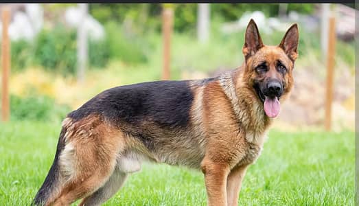 single coat German shepherd