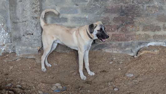 Turkish Kangal & Antolian Shepherd Cross 6 Months Male Puppy