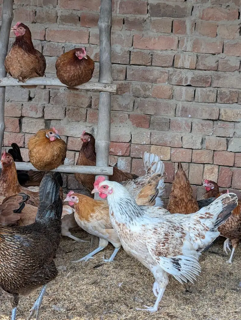 full production egg in golden misri hen — photo 2