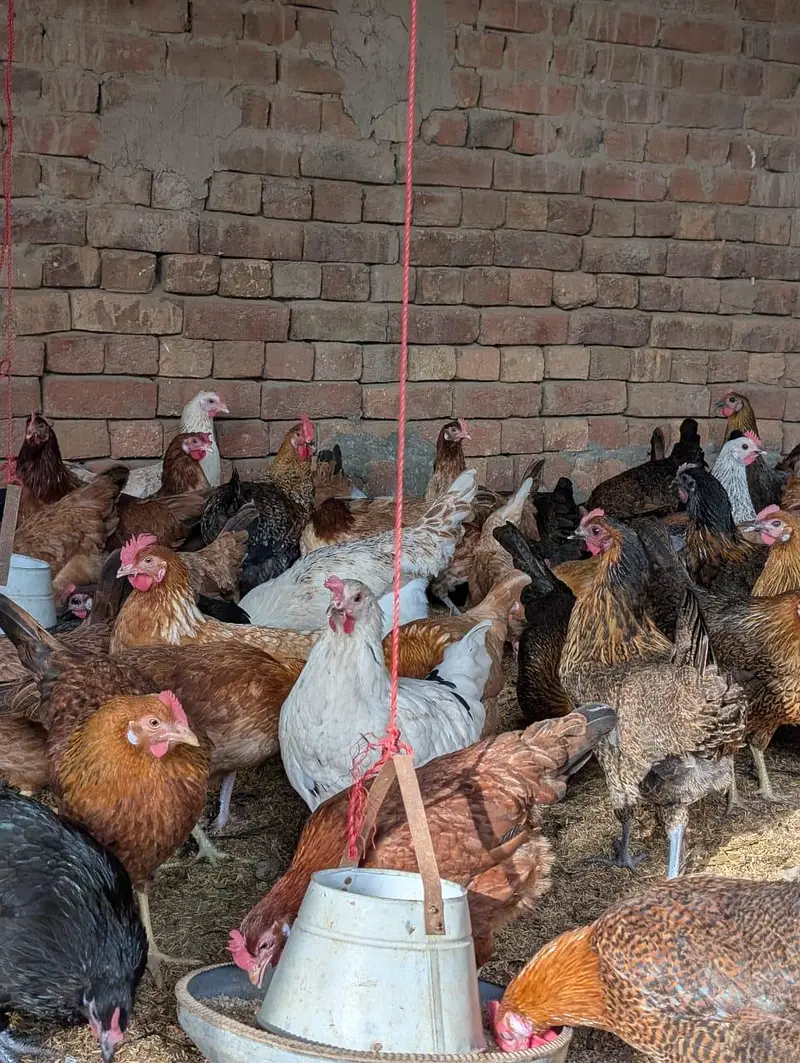 full production egg in golden misri hen — photo 3