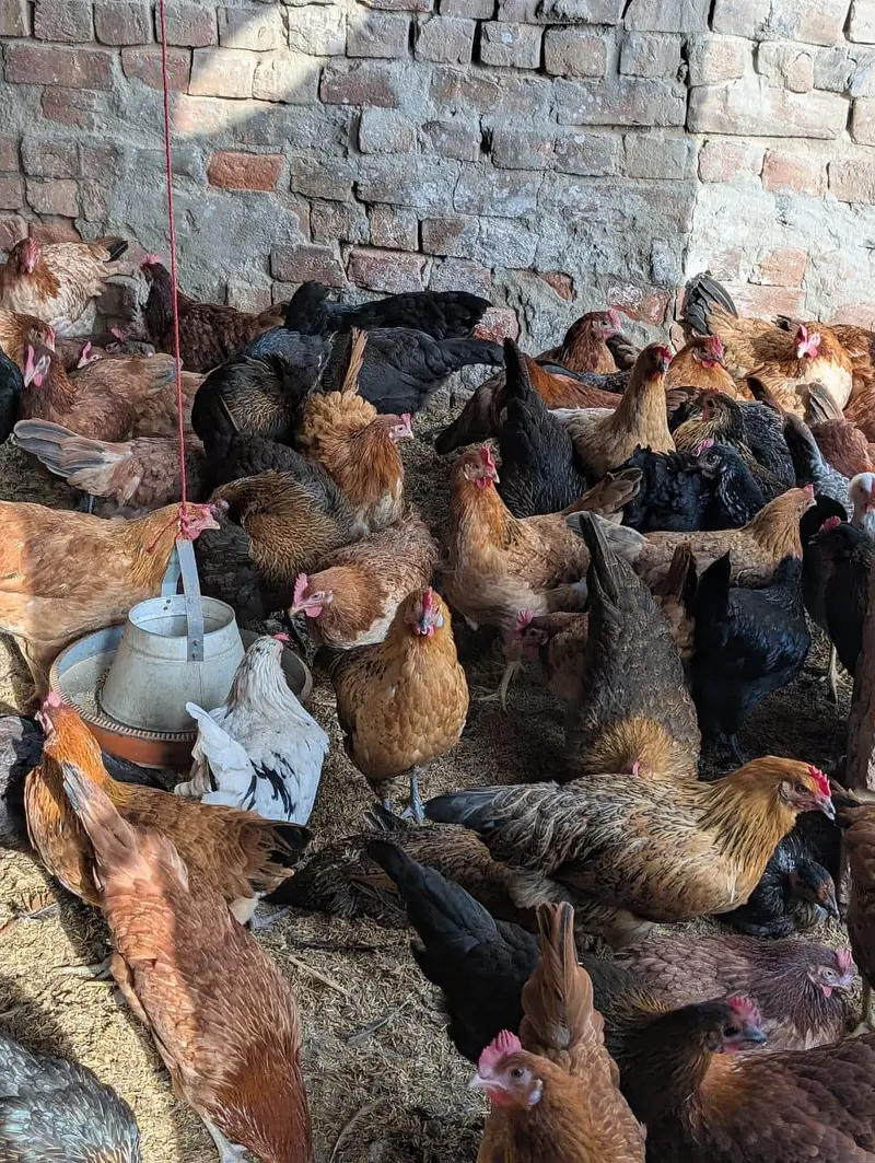 full production egg in golden misri hen — photo 4