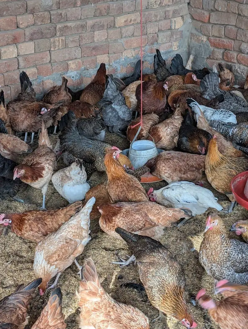 full production egg in golden misri hen — photo 5