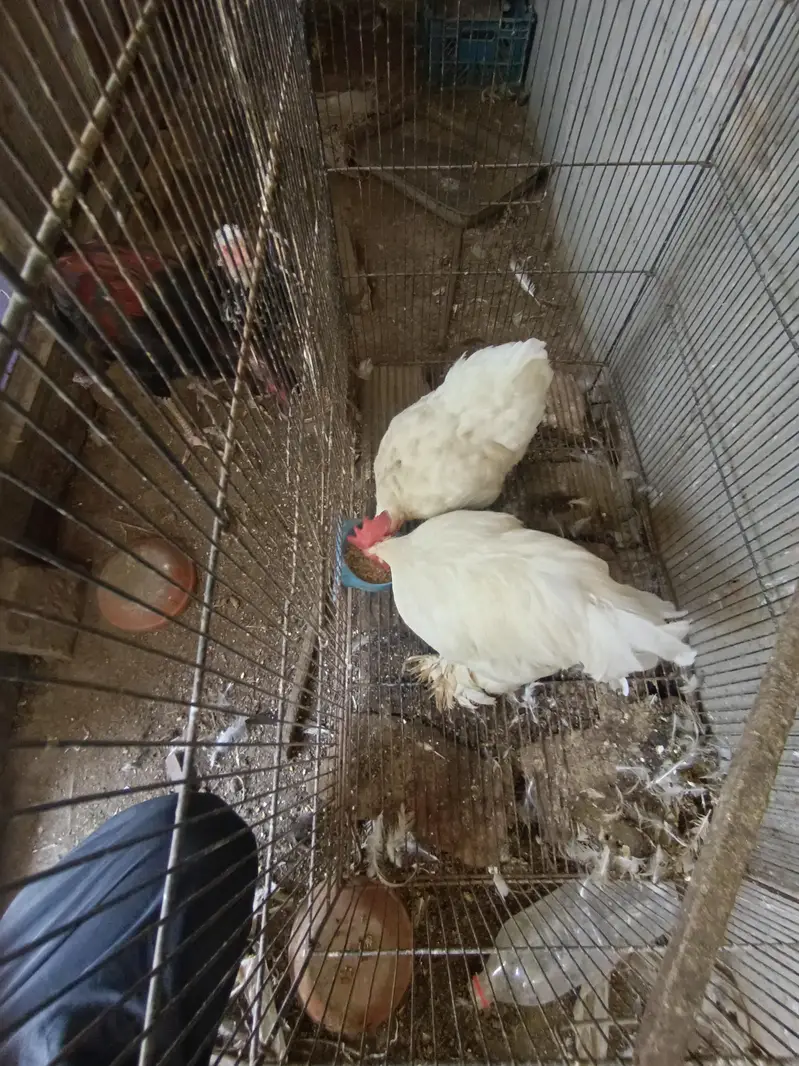ASEEL AND BANTAM — photo 2