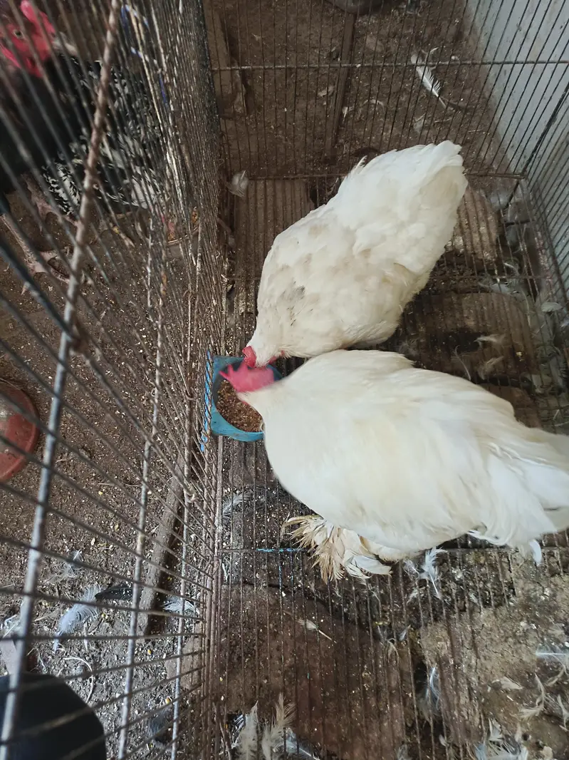 ASEEL AND BANTAM — photo 3