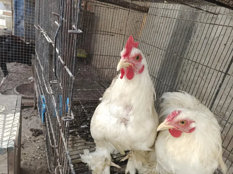 ASEEL AND BANTAM — photo 4