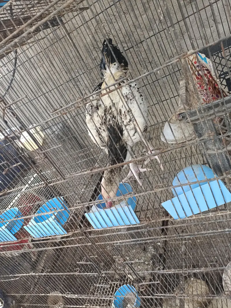 ASEEL AND BANTAM — photo 5