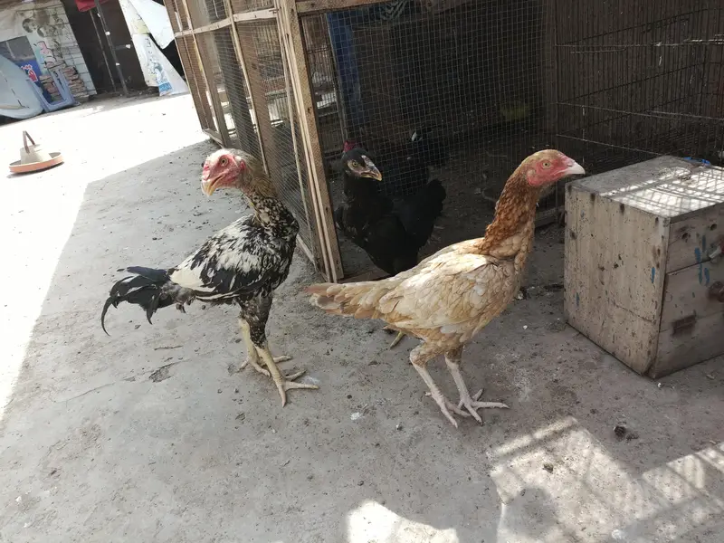 ASEEL AND BANTAM — photo 6