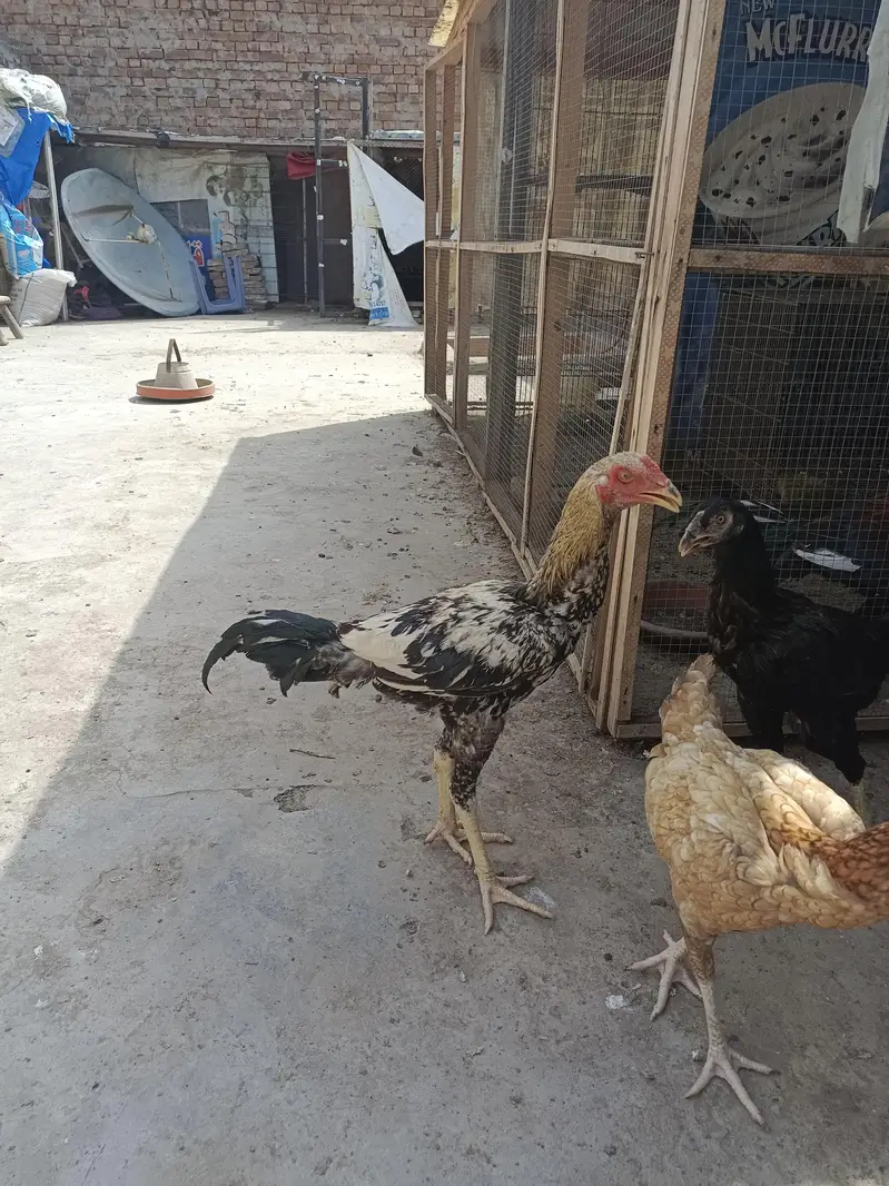 ASEEL AND BANTAM — photo 7