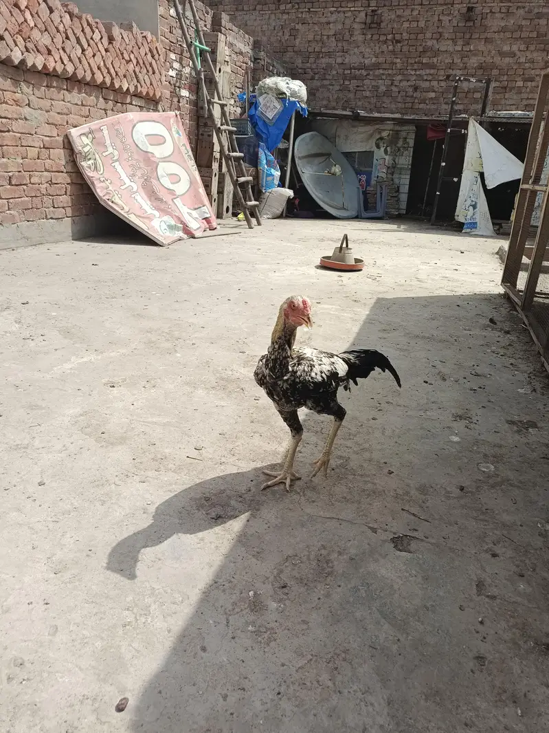 ASEEL AND BANTAM — photo 8