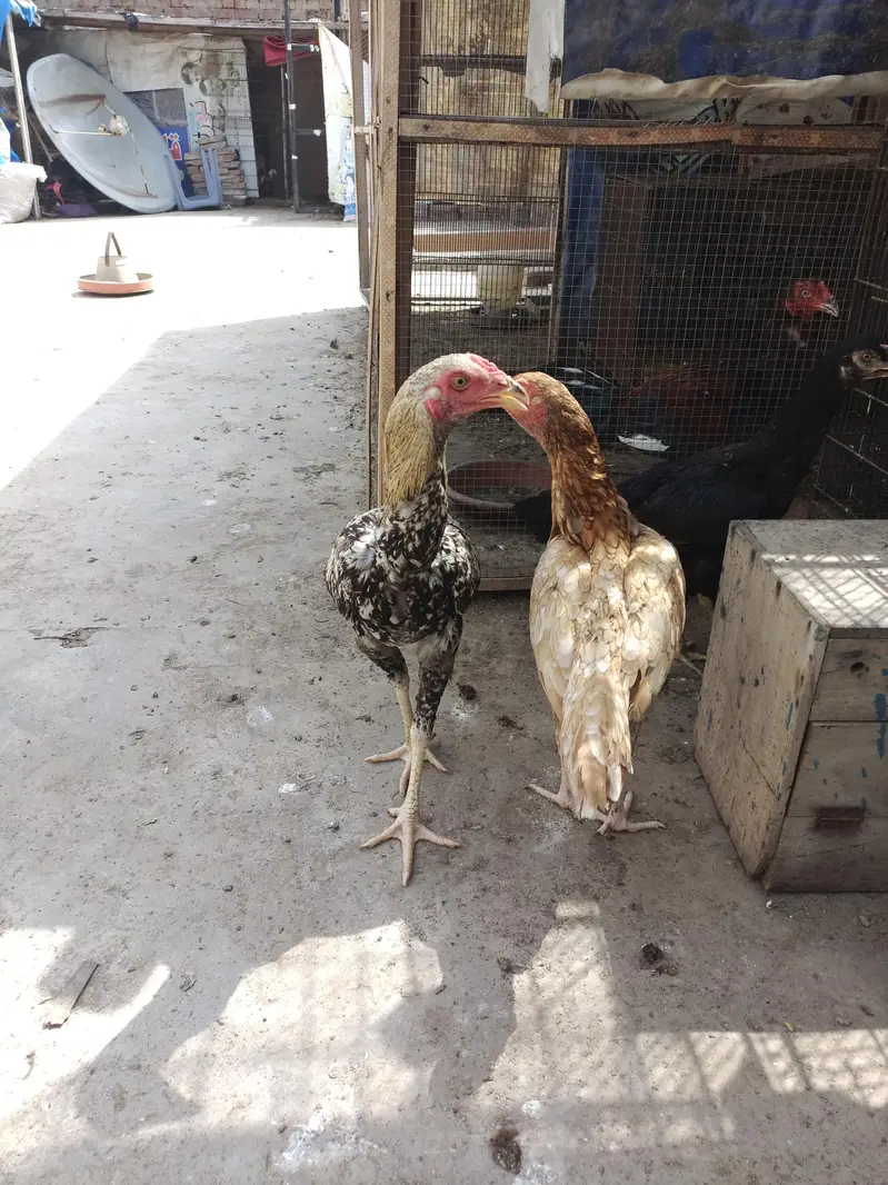 ASEEL AND BANTAM — photo 9