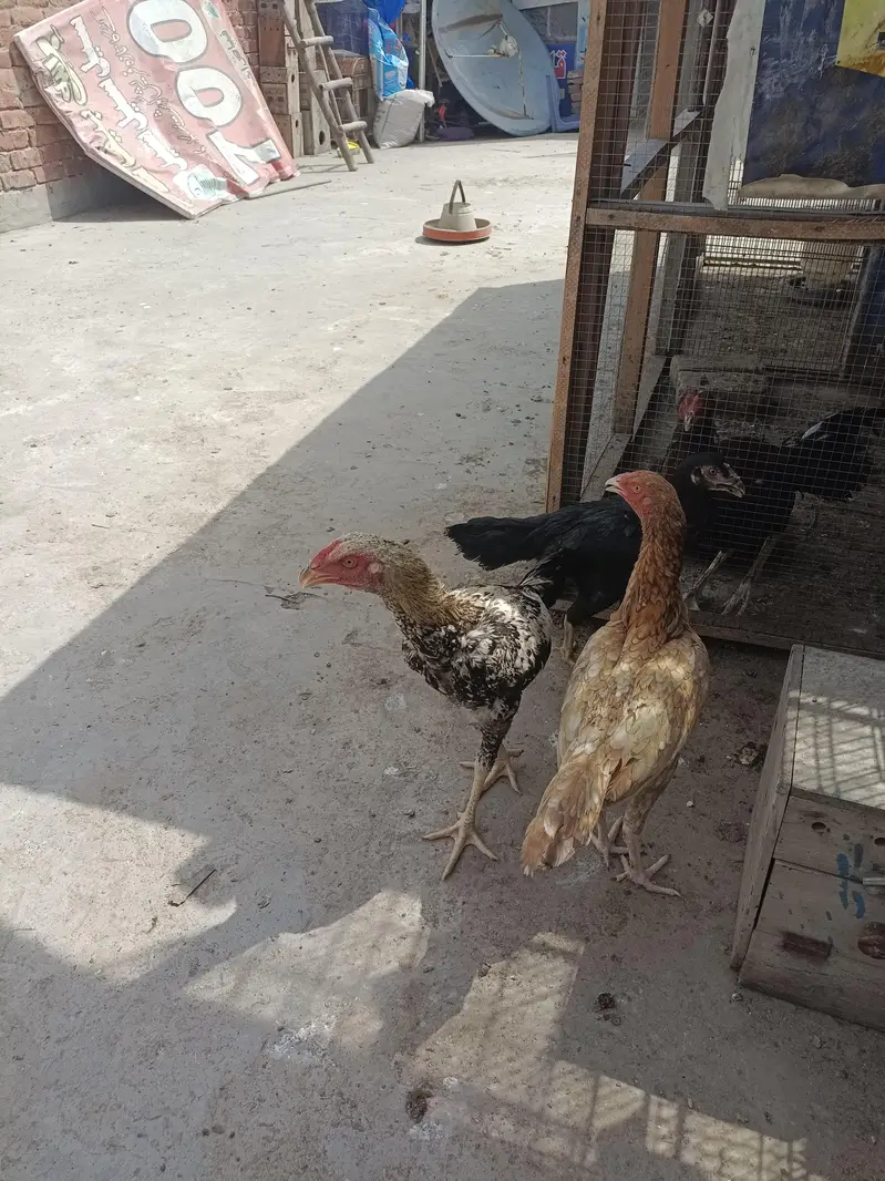 ASEEL AND BANTAM — photo 10