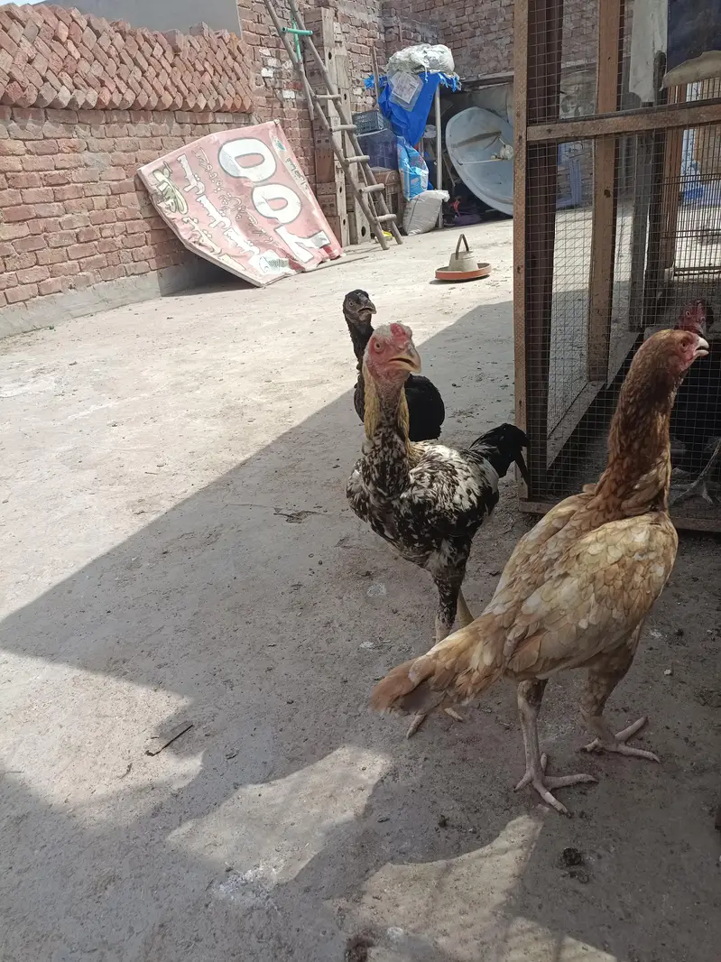 ASEEL AND BANTAM — photo 11