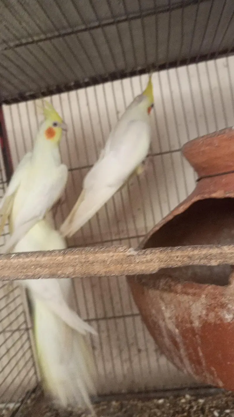 all setup for sale with cage — photo 2