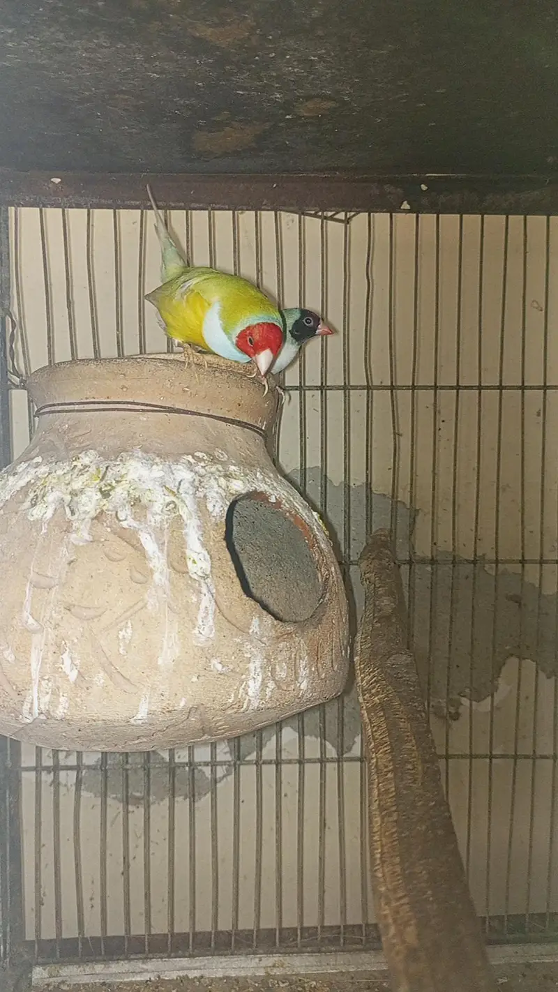all setup for sale with cage — photo 5