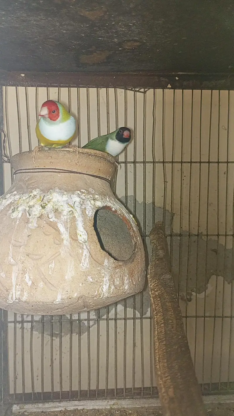all setup for sale with cage — photo 6