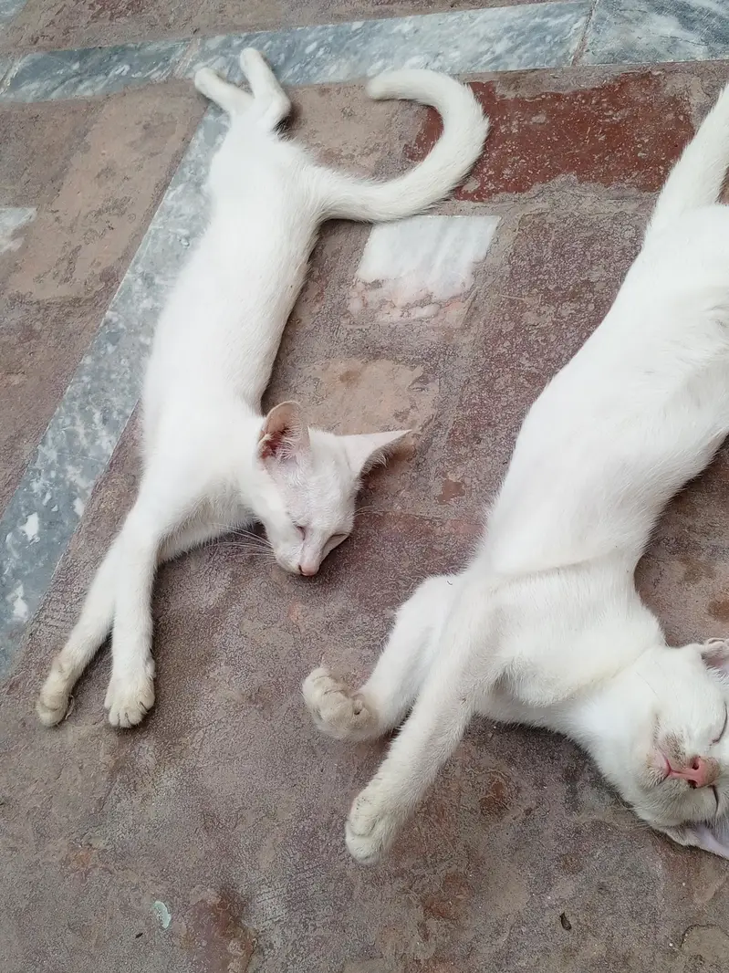 White Cats — photo 3