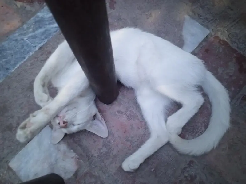 White Cats — photo 4