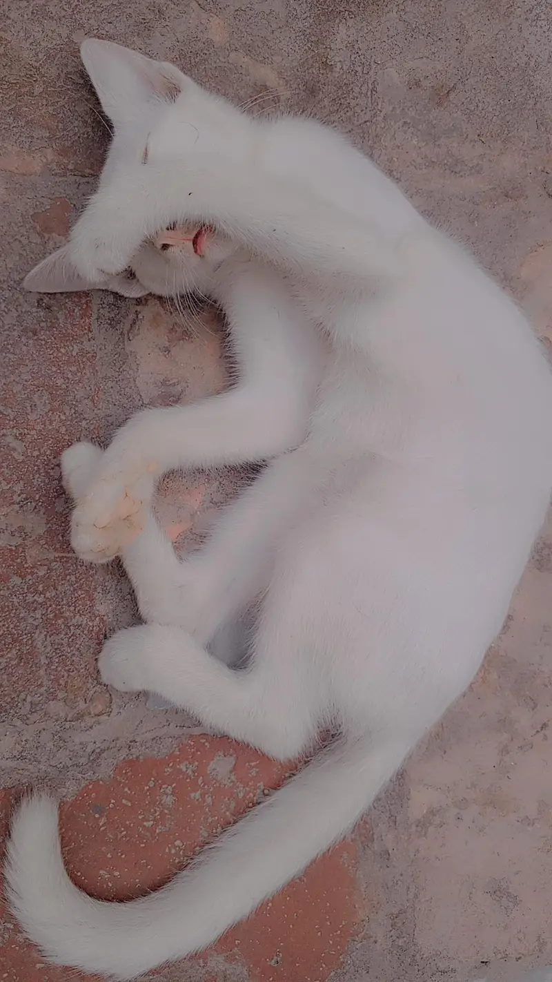 White Cats — photo 5