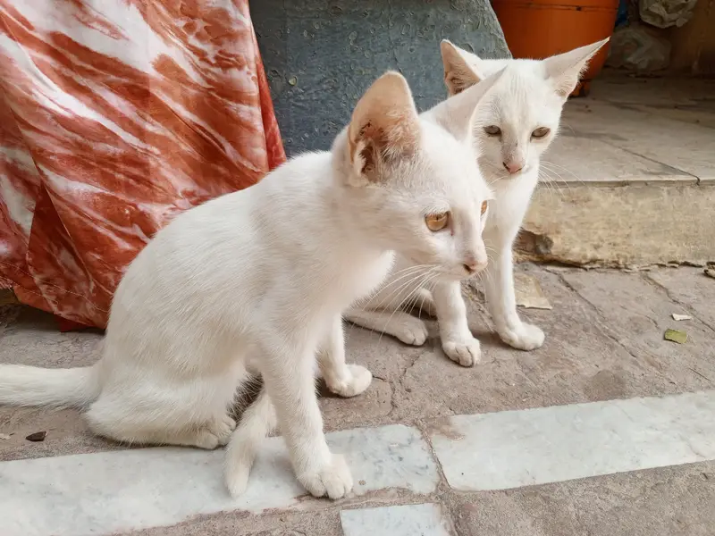 White Cats — photo 6