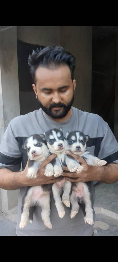 Siberian Husky Pyppies