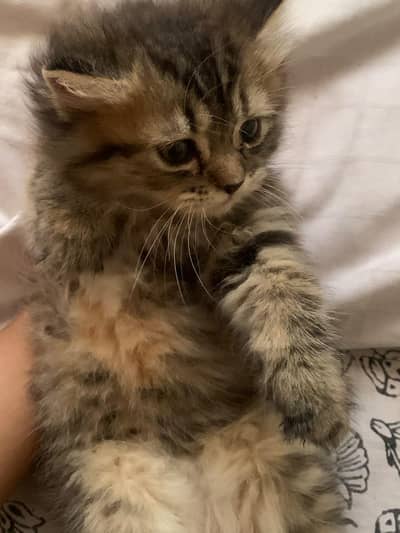 black grey kitten