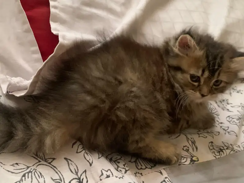 black grey kitten — photo 2