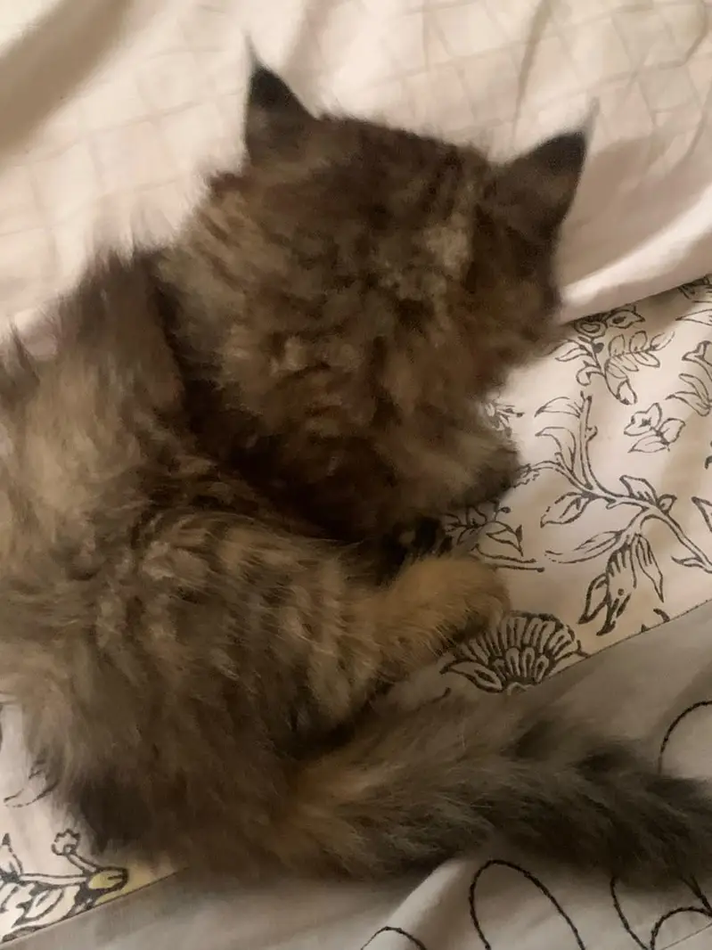 black grey kitten — photo 3